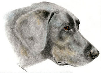 動物イラスト 鉛筆画 似顔絵イラスト 犬イラストのことなら ペット肖像画 くるみるか手描き動物イラスト