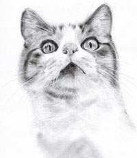 くるみるか猫ペット肖像画